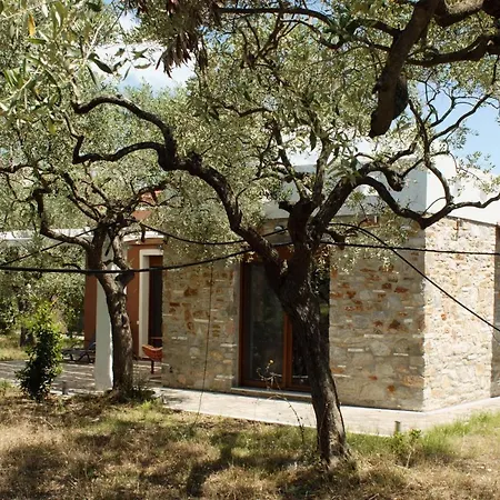 Elea Stone In Organic Quiet Olive Grove, Prinos, Thassos Vilă Prínos