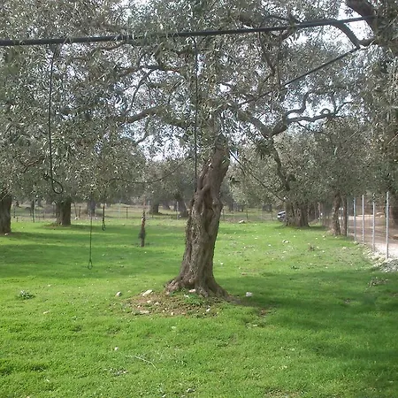 Elea Stone In Organic Quiet Olive Grove, Prinos, Thassos Vilă *
